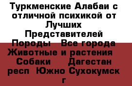 Туркменские Алабаи с отличной психикой от Лучших Представителей Породы - Все города Животные и растения » Собаки   . Дагестан респ.,Южно-Сухокумск г.